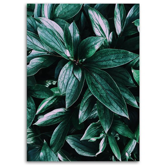 Canvas Print Jungle Plants Nature