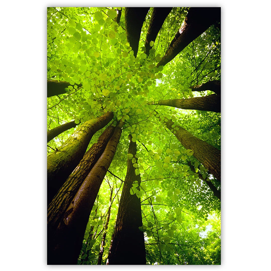 Canvas Print, Nature Green 16294