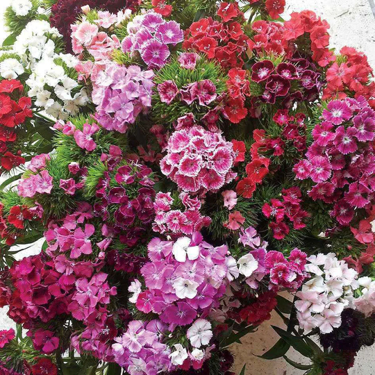 You Garden YouGarden Sweet William Vesuvio Garden Ready Plants