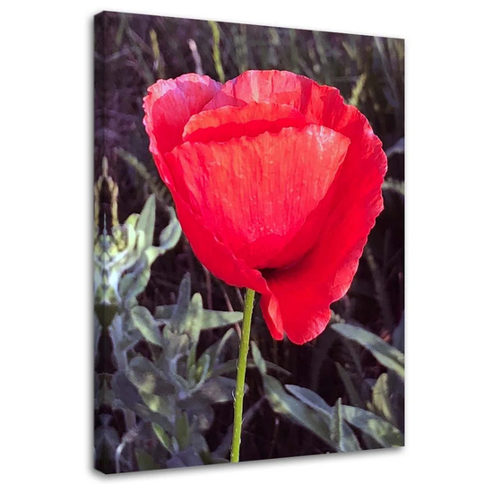 Canvas Print Red Poppy Flower Nature