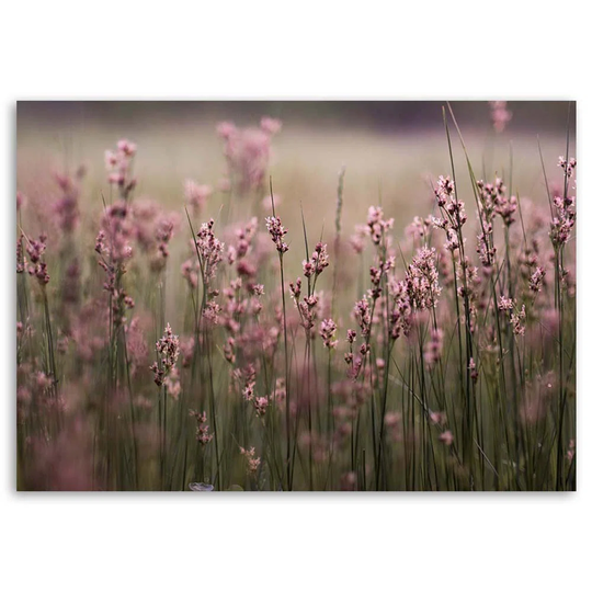 Canvas Print Field Flowers Pink Nature