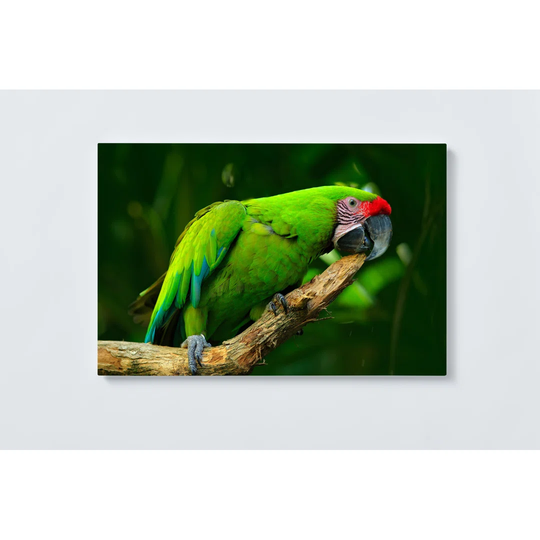 Parrot Magnetic Wall Mounted Cork Board