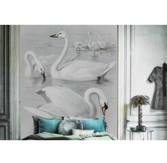 Ailpein Swans Wallpaper