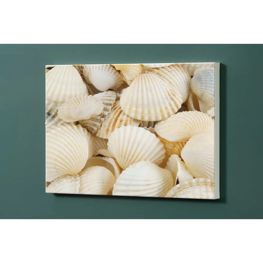 Shells Magnetic Wall Mounted Photo Memo Board
