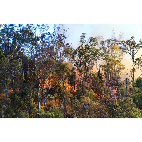 Trees On Fire