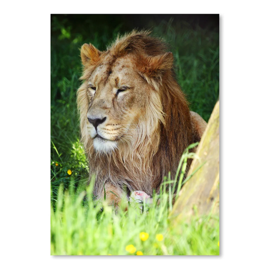 Wildlife Lion Cat - Unframed Photograph Print on Paper