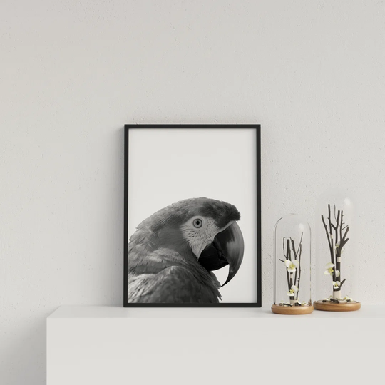 Parrot on White Background by Vouvart - Picture Frame Graphic Art