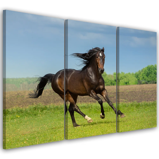 Canvas Print Horse Gallop Meadow