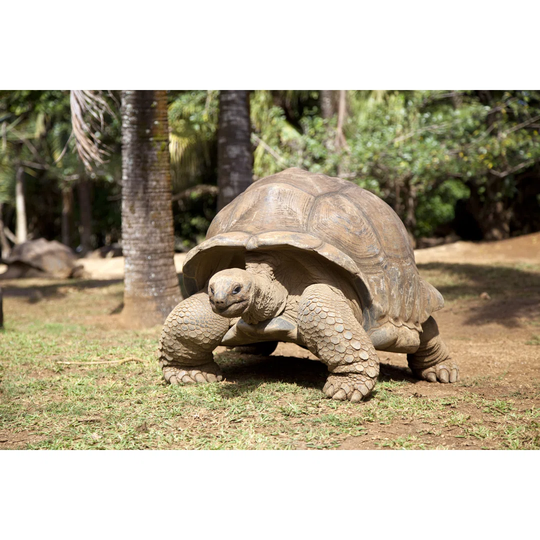 Turtle 162232606