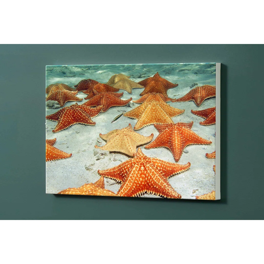 Starfish Magnetic Wall Mounted Photo Memo Board