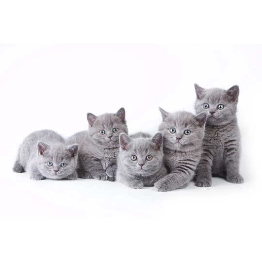 Several Kittens Lying and Looking at the Camera - Wrapped Canvas Photograph
