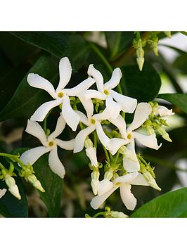 Trachelospermum Jasminoides 'Star Jasmine' Potted Plant 1.2M Tall