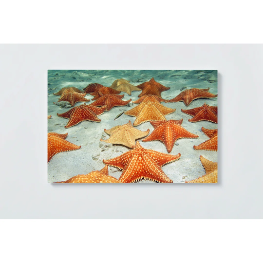 Starfish Motif Magnetic Wall Mounted Cork Board