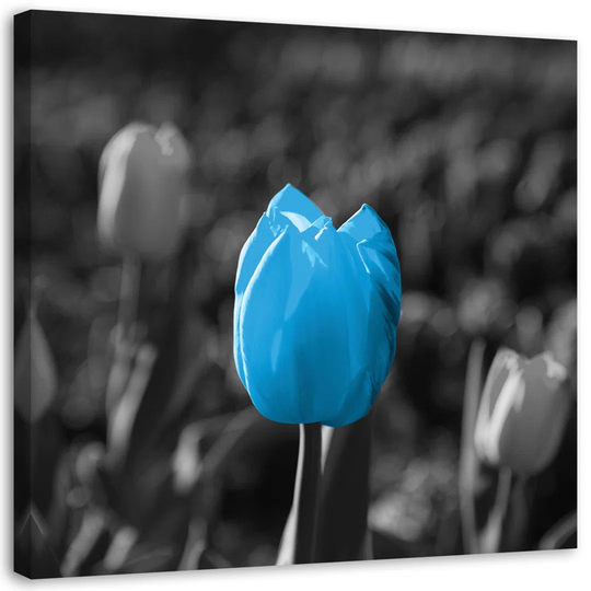 Canvas Print Tulip Flowers Blue Grey