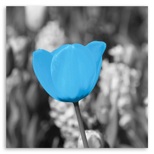 Canvas Print Tulip Flowers Blue