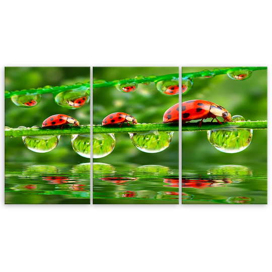 Canvas Print Ladybird Grass Drop