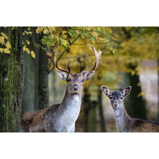 A Young Fallow Deer and Its Father Looking Into the Camera in the Forest by Thorsten Spoerlein - Wrapped Canvas Photograph