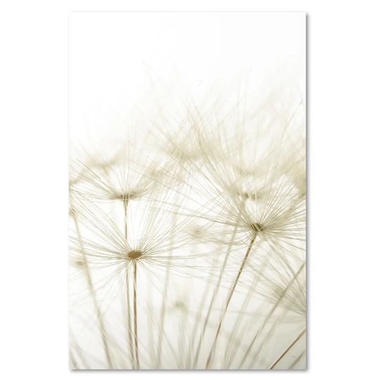 Canvas Print, White Flowers 16428