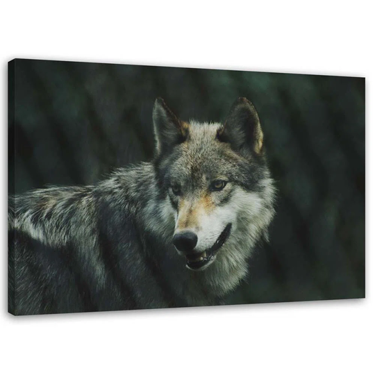 Canvas Print Wolf Nature Animals
