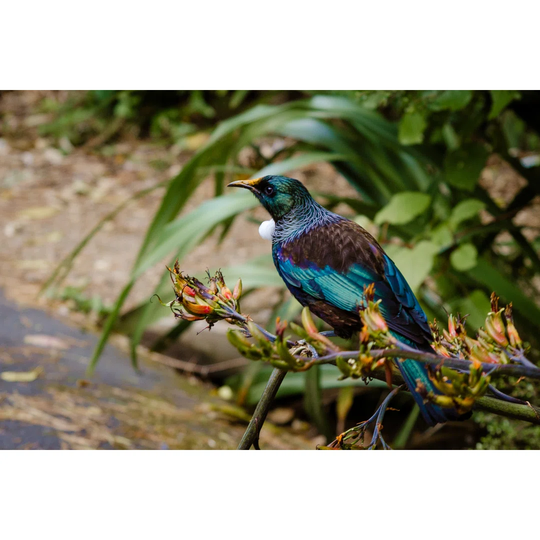 Tui