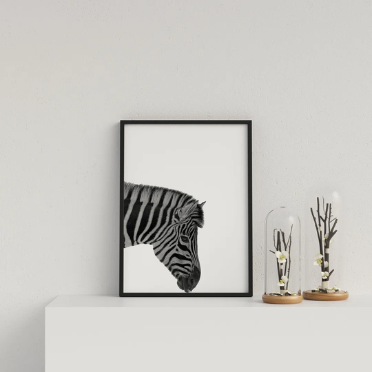 Zebra on White Background by Vouvart - Picture Frame Photograph