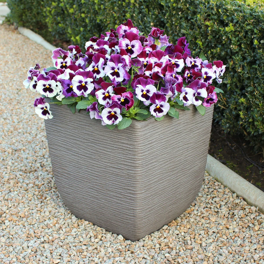 You Garden YouGarden Pansy Ruffles Raspberry Garden Ready Plants