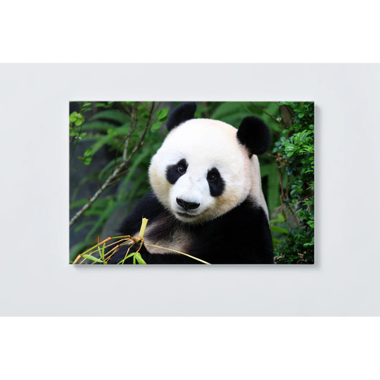 Panda Magnetic Wall Mounted Cork Board