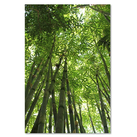 Canvas Print, Green Landscapes 16370