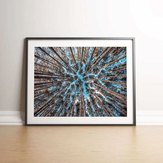 Vertical View of Trees 1 by Vouvart - Picture Frame Photograph