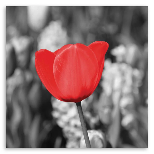 Canvas Print Modern Red Tulip Blossom In The Meadow