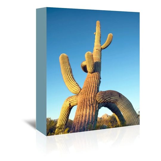 'Tripod Saguaro 5' by Murray Bolesta Photographic Print Wrapped on Canvas