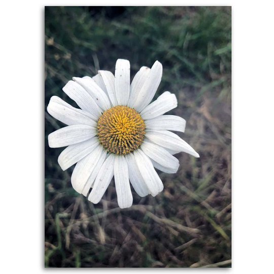 Canvas Print Camomile Flower Nature