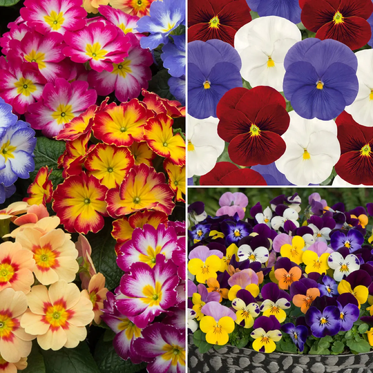 You Garden YouGarden Winter Warmers' Garden Ready Bedding Collection