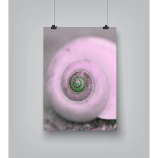 Light Pink Snail Adaptation - Unframed Graphic Art Print on Paper