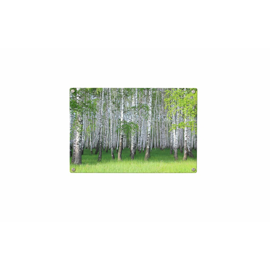 Birch Forest Magnetic Wall Mounted Photo Memo Board