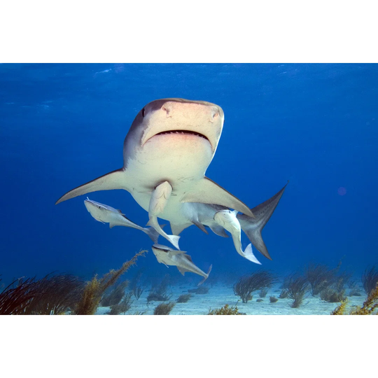 Tiger Shark 1269715295