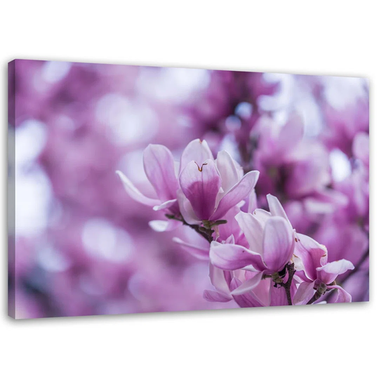 Canvas Print Magnolia Blossom Nature