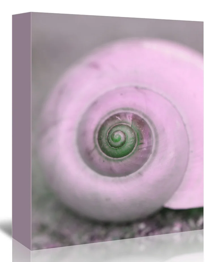 Light Pink Snail Adaptation - Graphic Art Print on Canvas