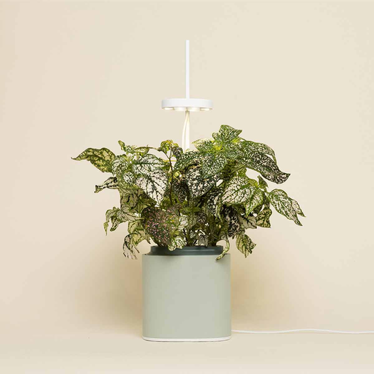 Pret A Pousser Nano Garden Celadon Green With 1 Polka Dot Plant Pod