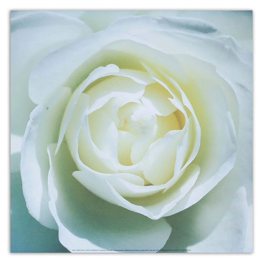 Canvas Print White Rose Flower Nature