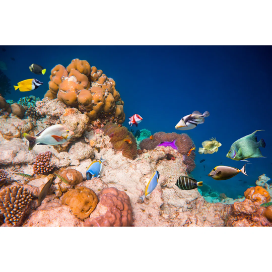 Tropical Coral Reef