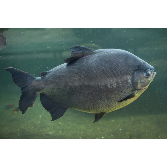 Tambaqui
