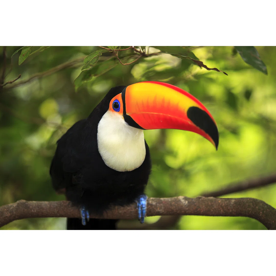 Toco Toucan