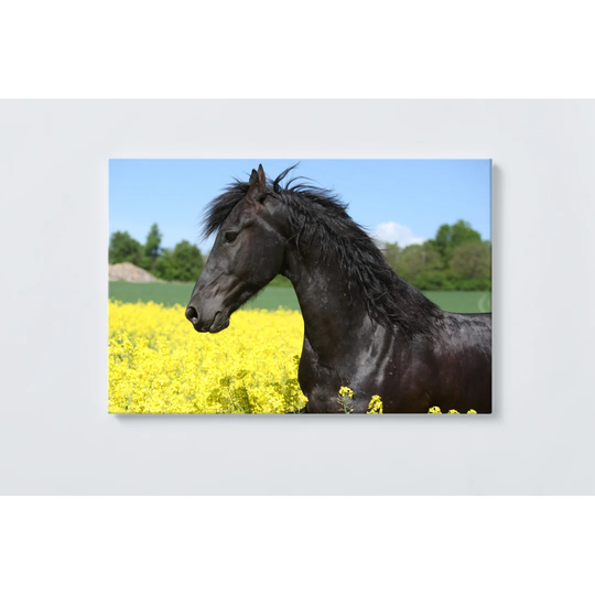 Horse Magnetic Wall Mounted Cork Board