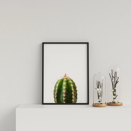 Cactus on White Background by Vouvart - Picture Frame Photograph