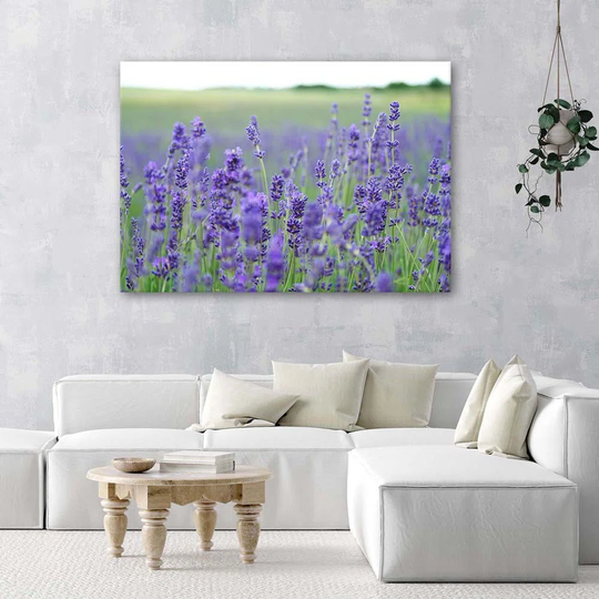 Canvas Print Lavender Field Nature