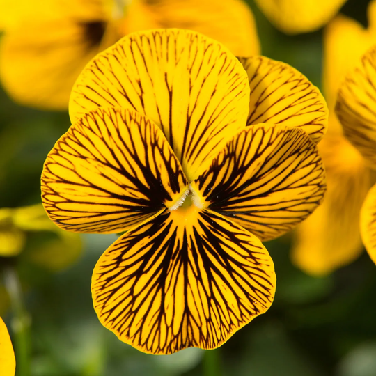 You Garden YouGarden Viola Sorbet Tiger Eye Garden Ready Plants
