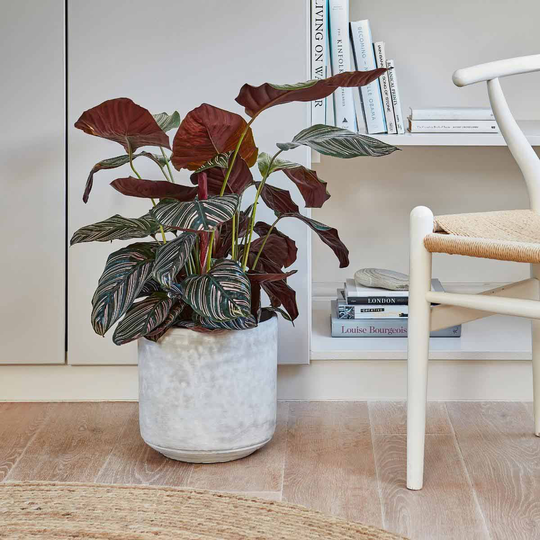 Ivyline Tivoli Planter Cement - H25Cm D26Cm