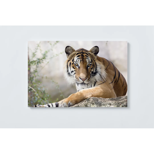 Tiger Magnetic Wall Mounted Cork Board
