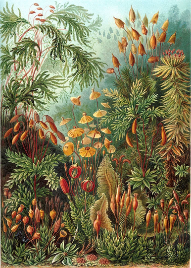 Walllpaper Roll 360X250cm Mural Decoration Wallpaper Material With Print Kitchen Livingroom Bedroom - Jungle